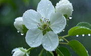 文化育人｜二十四节气——微雨众卉新 一雷惊蛰始